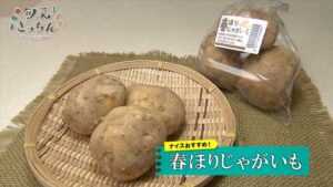 第161回　春ほりじゃがいも