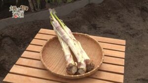 旬菜きっちん231