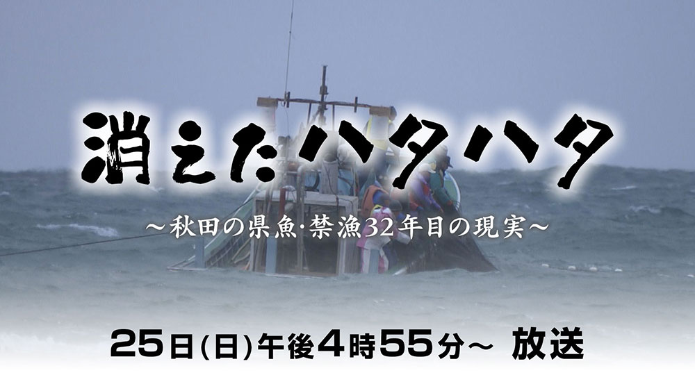 消えたハタハタ