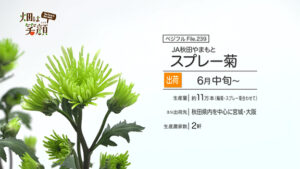 畑は笑顔239